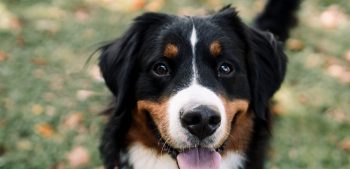 15 van de beste grote hondenrassen voor gezinnen