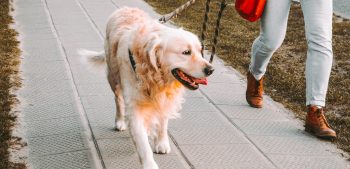 5 tips om te genieten van een wandeling met je hond