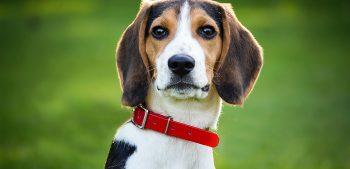 Is de Beagle een goede gezinshond?