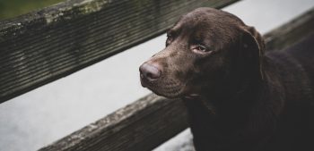 13 zwarte en bruine hondenrassen