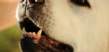 Is de bek van een hond schoner dan de mond van een mens?