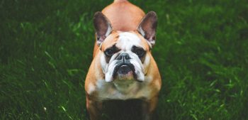 24 domste hondenrassen en waarom we vaak ongelijk hebben