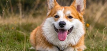 Top 15 driekleurige hondenrassen