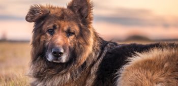Zijn Duitse herdershonden goede jachthonden?