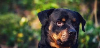 Top 10 gevaarlijkste hondenrassen ter wereld