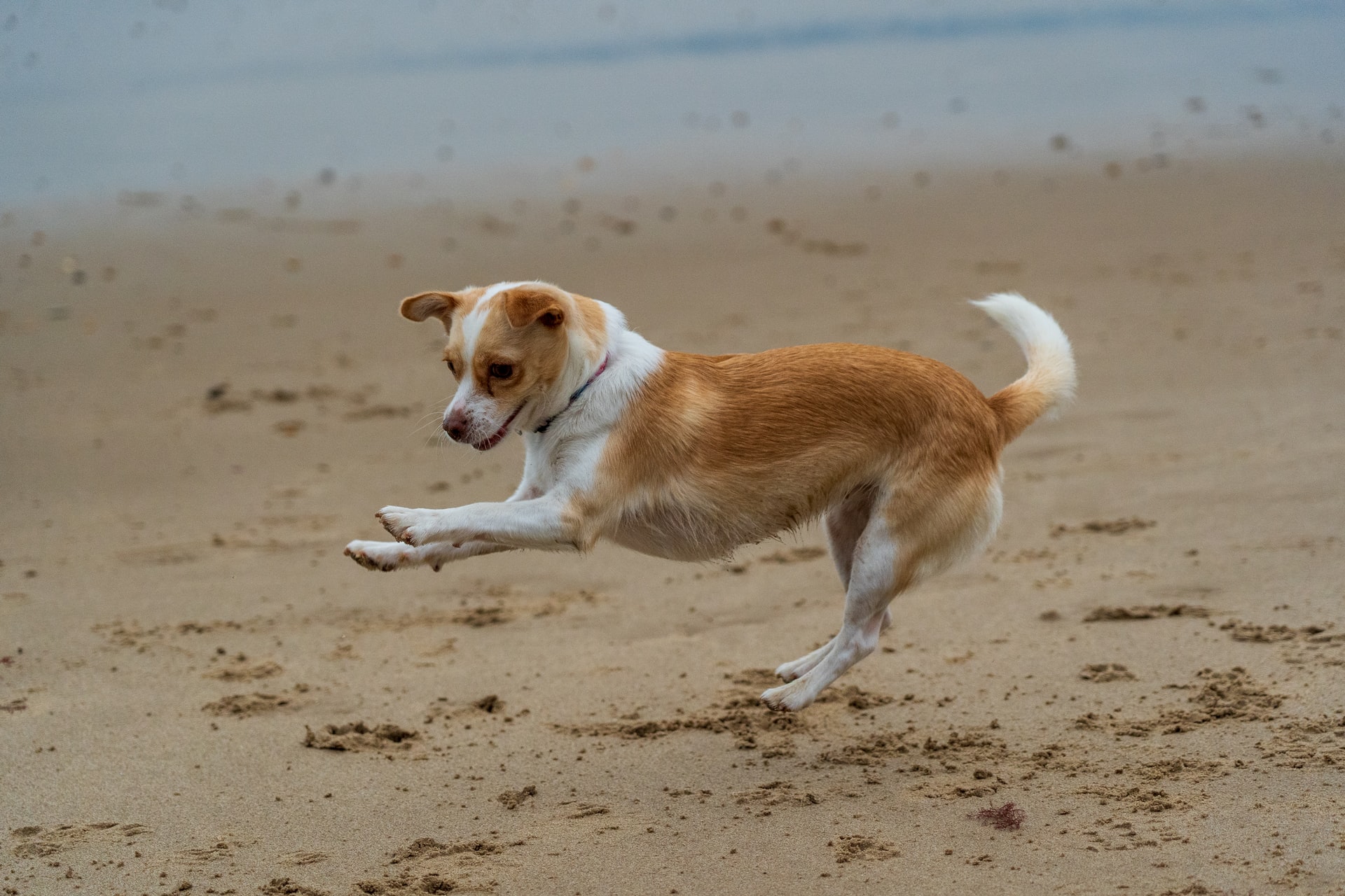 griekse hondenrassen