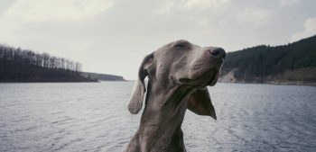 Top 25 grijze hondenrassen