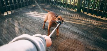 10 tips om agressief gedrag van een hond te corrigeren
