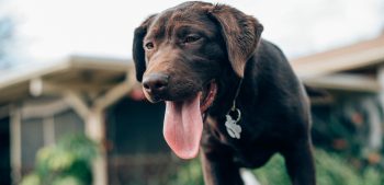 Top 10 hondenrassen die mensen het vaakst bijten