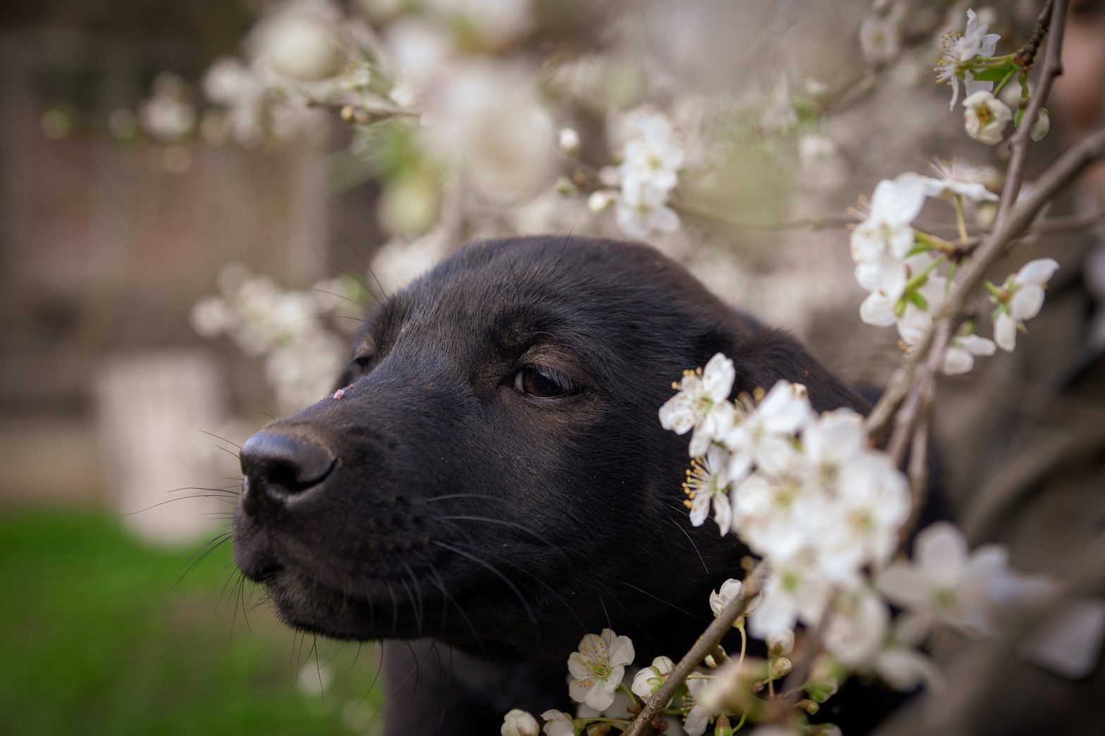 Mijn hond brengt graag meer tijd alleen door Hondpedia Mijn hond brengt graag meer tijd alleen door Hondpedia