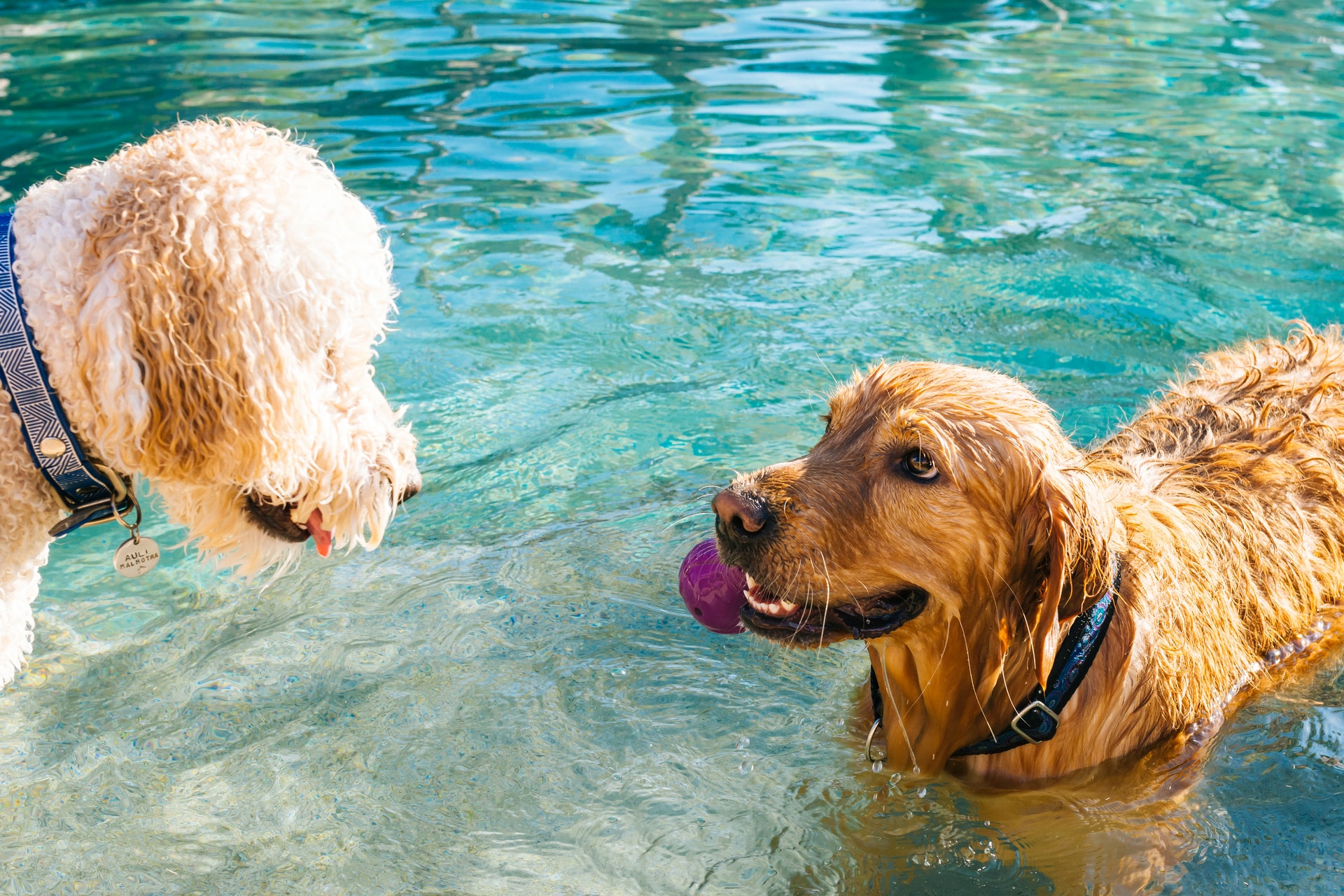 hond drinkt zwembadwater