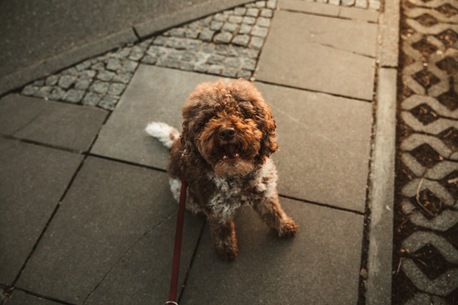 Wat moet ik doen als mijn hond druiven of rozijnen heeft gegeten? Hondpedia