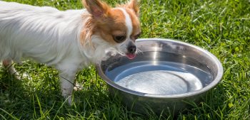 Moeten honden koud water drinken?