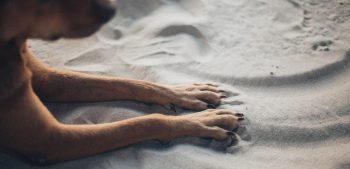 12 huismiddeltjes om te voorkomen dat honden aan hun poten likken