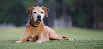 Top 25 hondenrassen met de sterkste bijtkracht