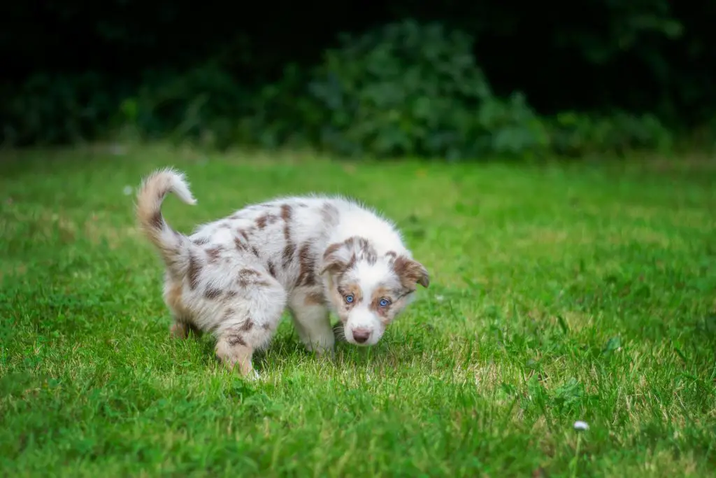 Wat moet je doen als je hond veel plast? Hondpedia