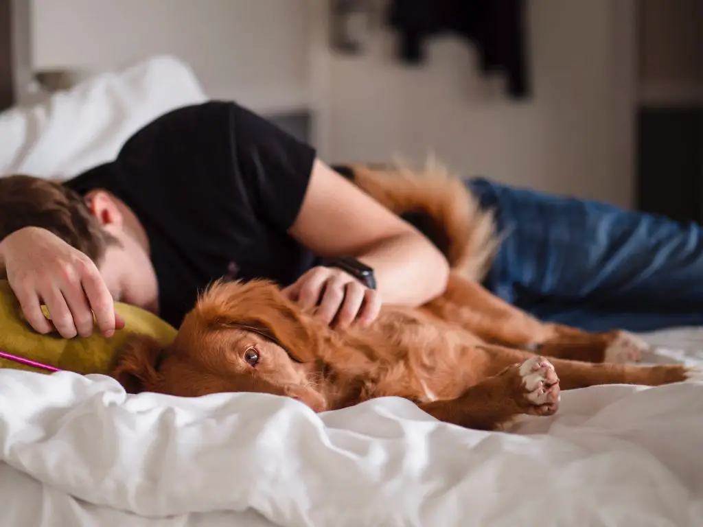 Waarom slaapt mijn hond zo dicht bij mij? Hondpedia