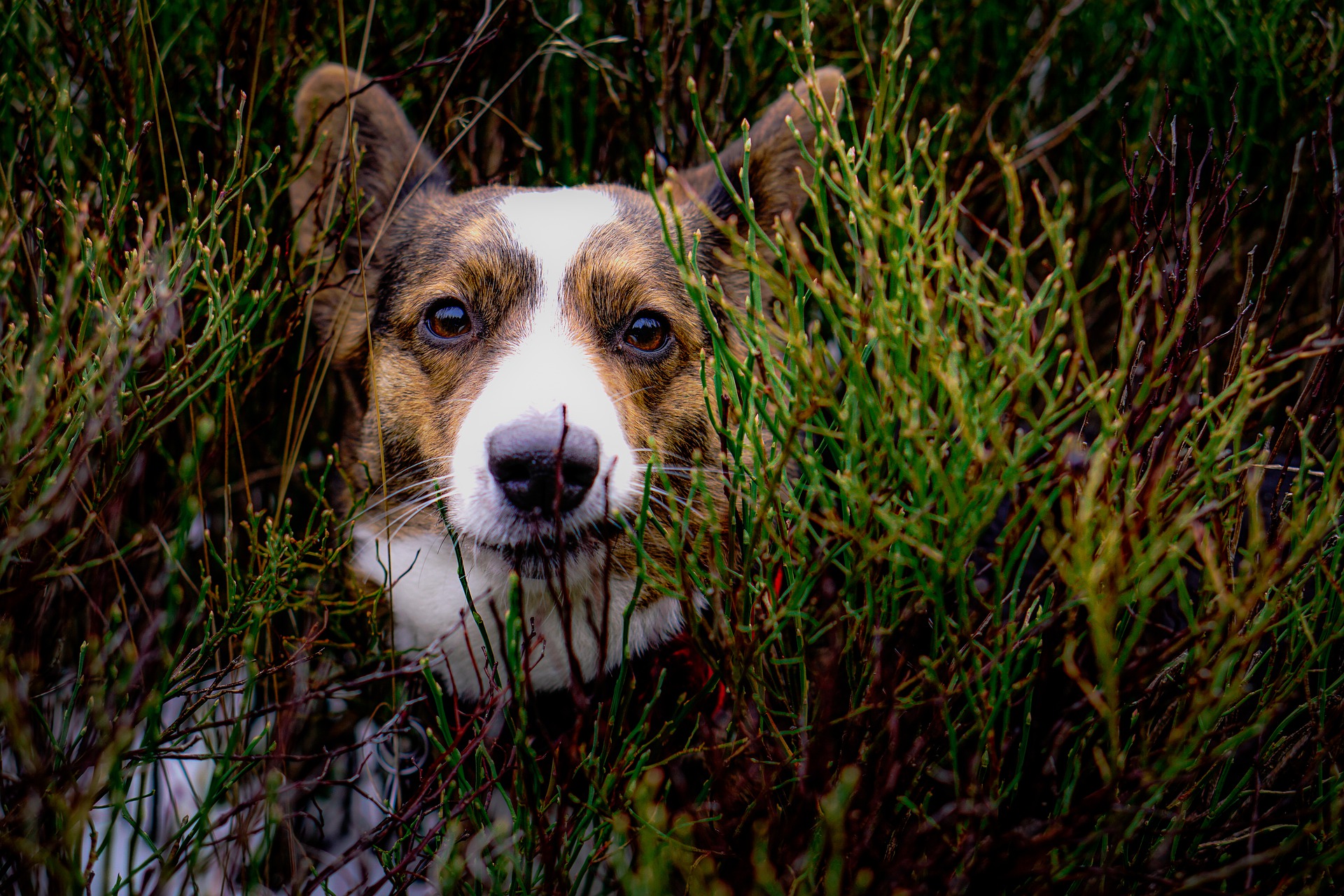 hond welke plant