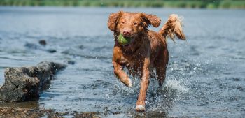 15 hondenrassen die van water en zwemmen houden