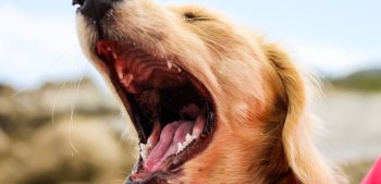 15 stille hondenrassen die niet blaffen