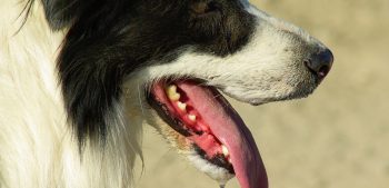 9 hondenrassen met een lange tong