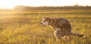 9 natuurlijke huismiddeltjes voor honden obstipatie