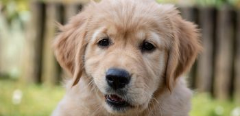 8 hondenrassen die vergelijkbaar zijn met golden retrievers