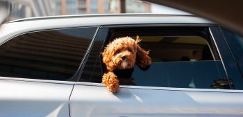 13 manieren om hondenhaar uit de auto te verwijderen