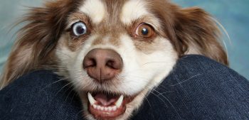 8 soorten hondenoogkleuren en de zeldzaamheid