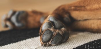 Hyperkeratose bij honden symptomen en behandeling