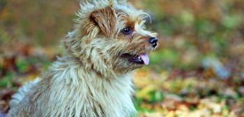 20 hypoallergene hondenrassen die niet verharen