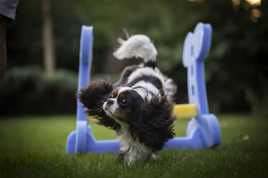 Top 25 dingen om uw hond gelukkig te maken! Hondpedia Top 25 dingen om uw hond gelukkig te maken! Hondpedia