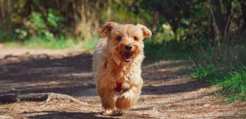 De 25 kleinste hondenrassen ter wereld
