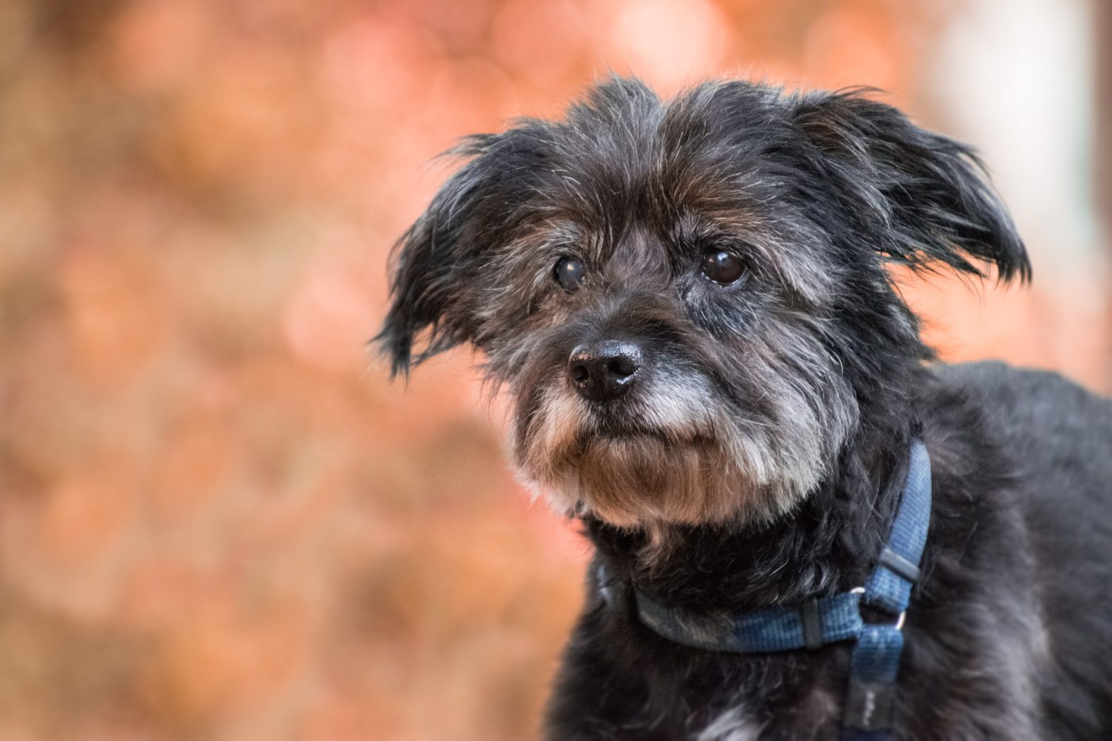 Hoe kun je de leeftijd van een hond in mensenjaren uitrekenen? Hondpedia