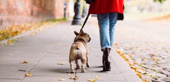 11 tips om een loopse hond te kalmeren