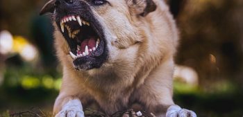 Top 10 meest agressieve hondenrassen ter wereld