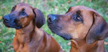 4 huishoudelijke middelen om oorinfecties bij honden te behandelen