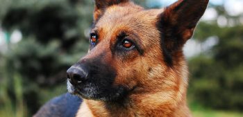 Waarom worden Duitse herders gebruikt als politiehonden?