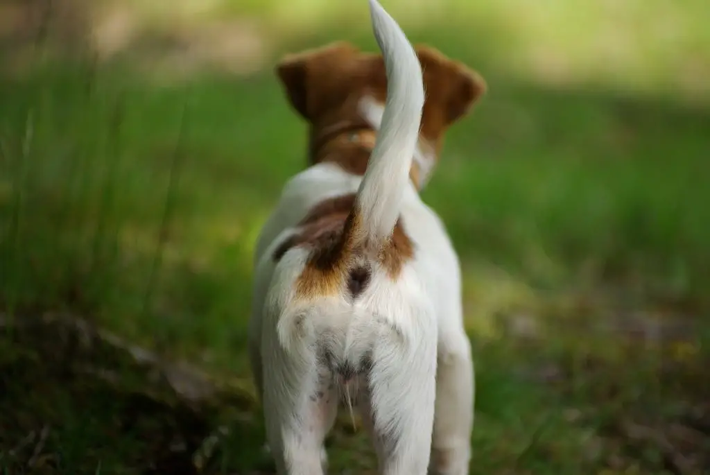 Wat vertelt de staart van uw hond u? Hondpedia