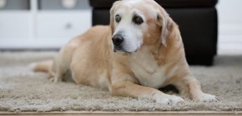15 tips om voor een blinde hond te zorgen