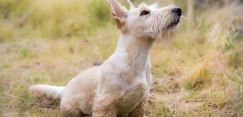 12 soorten terriër hondenrassen en de verschillen