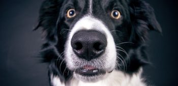 Hoe behandel je een verstopte neus van uw hond?