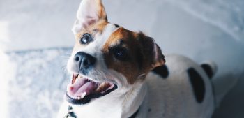5 bronnen van vezels die honden nodig hebben