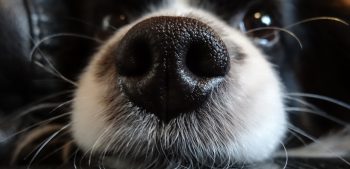 Waarom is de neus van een hond nat?
