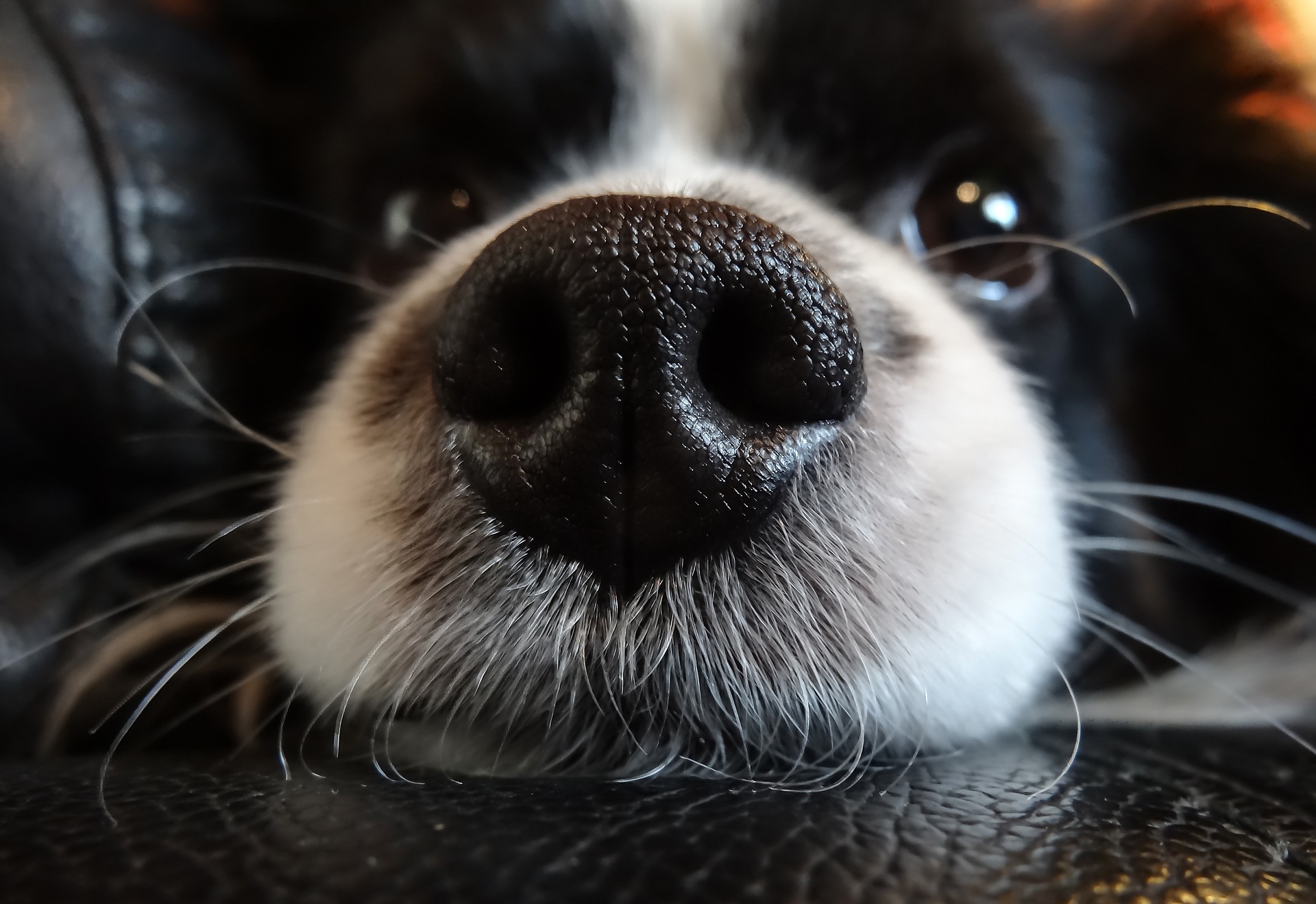 waarom heeft een hond een natte neus
