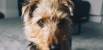7 populaire Welsh hondenrassen