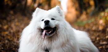 Top 20 witte hondenrassen