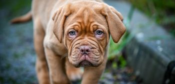 Top 10 zwaarste hondenrassen ter wereld