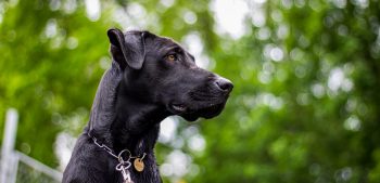 Top 20 opvallende zwarte hondenrassen