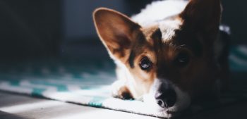 Elleboogdysplasie bij honden